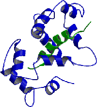 blue and green curled molecules
