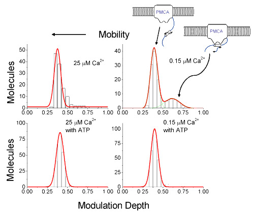 Modulation Depth graphs for binding plasma-membrane calcium ATPase